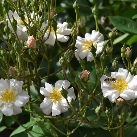 White rose blossoms with yellow centers and pink-tinted buds on green stems