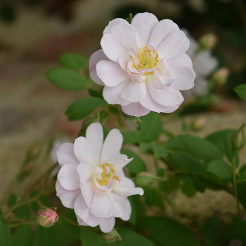 Two white rose flowers with yellow centers and green leaves on a branch