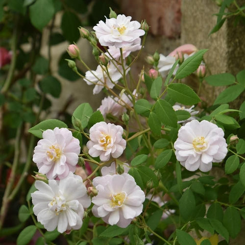 White double rose blossoms with yellow centers and green leaves with pink buds