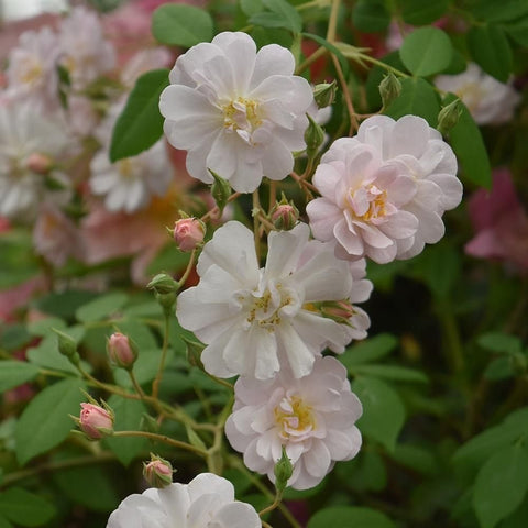 Group of white rose blossoms with yellow centers and soft pink flower buds