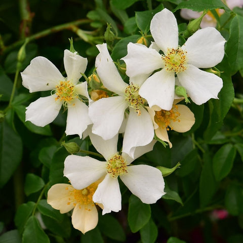Wedding Day rose plant, white five-petal blossoms with yellow centers and green leaves