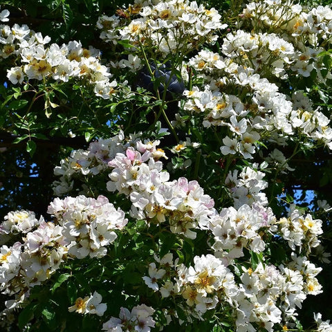 White rose shrub with dense clusters of five-petal blossoms and glossy green leaves