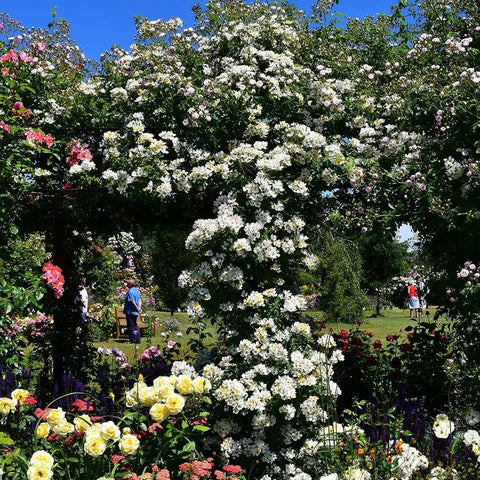 Large white rose shrub with abundant blooms and green foliage