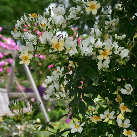 White rose blooms with yellow centers and green leaves on branching stems