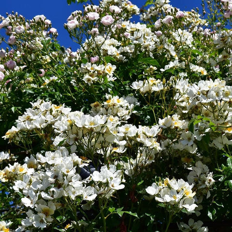 White rose shrub with many small five-petal flowers in full bloom