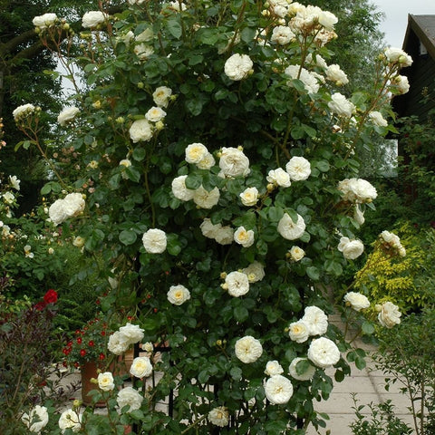 Cream rose shrub with clusters of white flowers