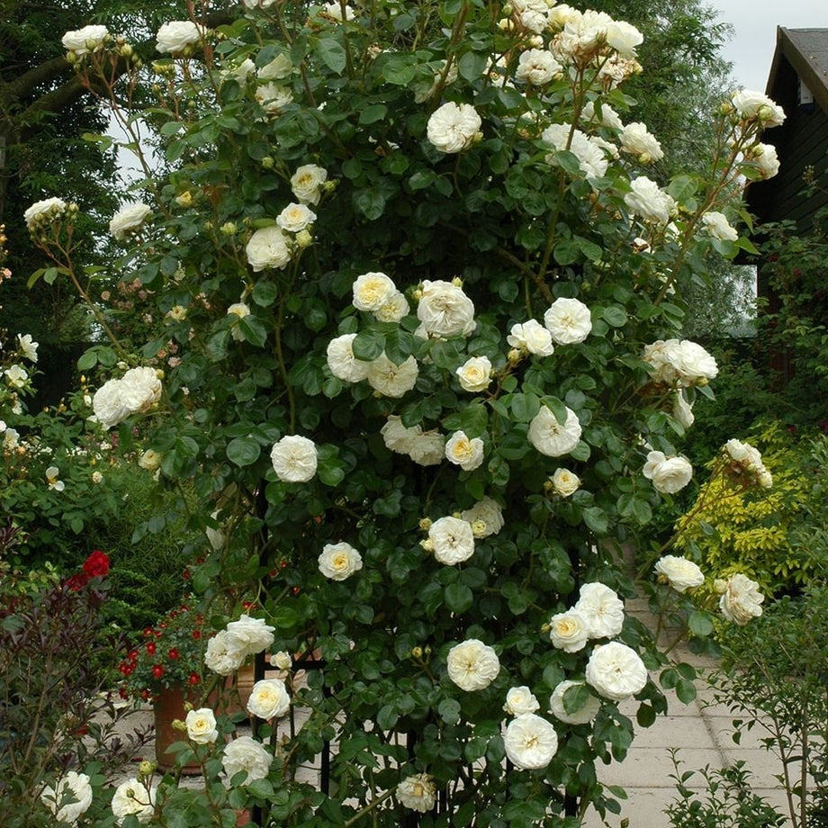 Clarence House – Peter Beales Roses