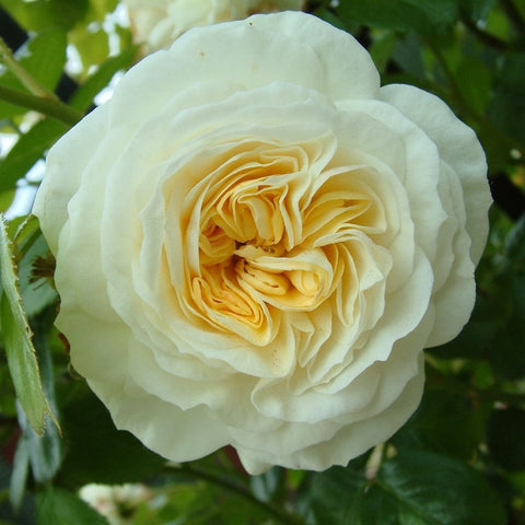 Cream rose bloom with layered petals and yellow center