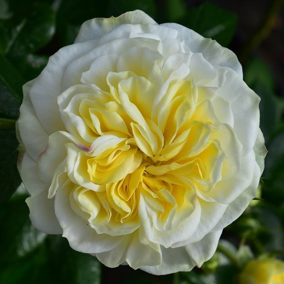 Clarence House – Peter Beales Roses