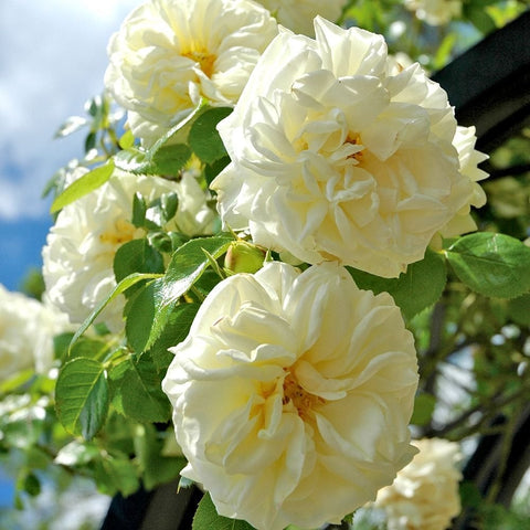 Cream rose blooms on stems with green leaves