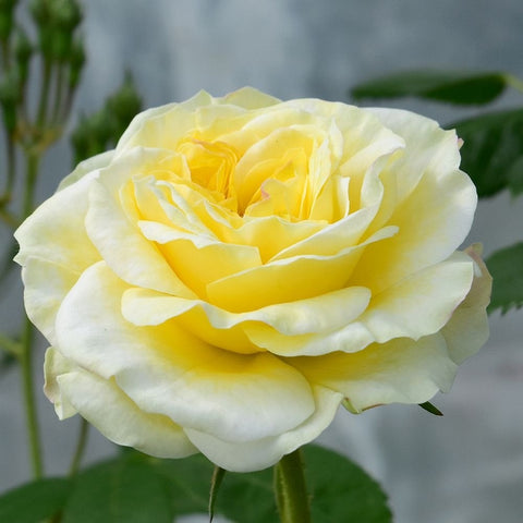 Light yellow rose bloom with layered petals
