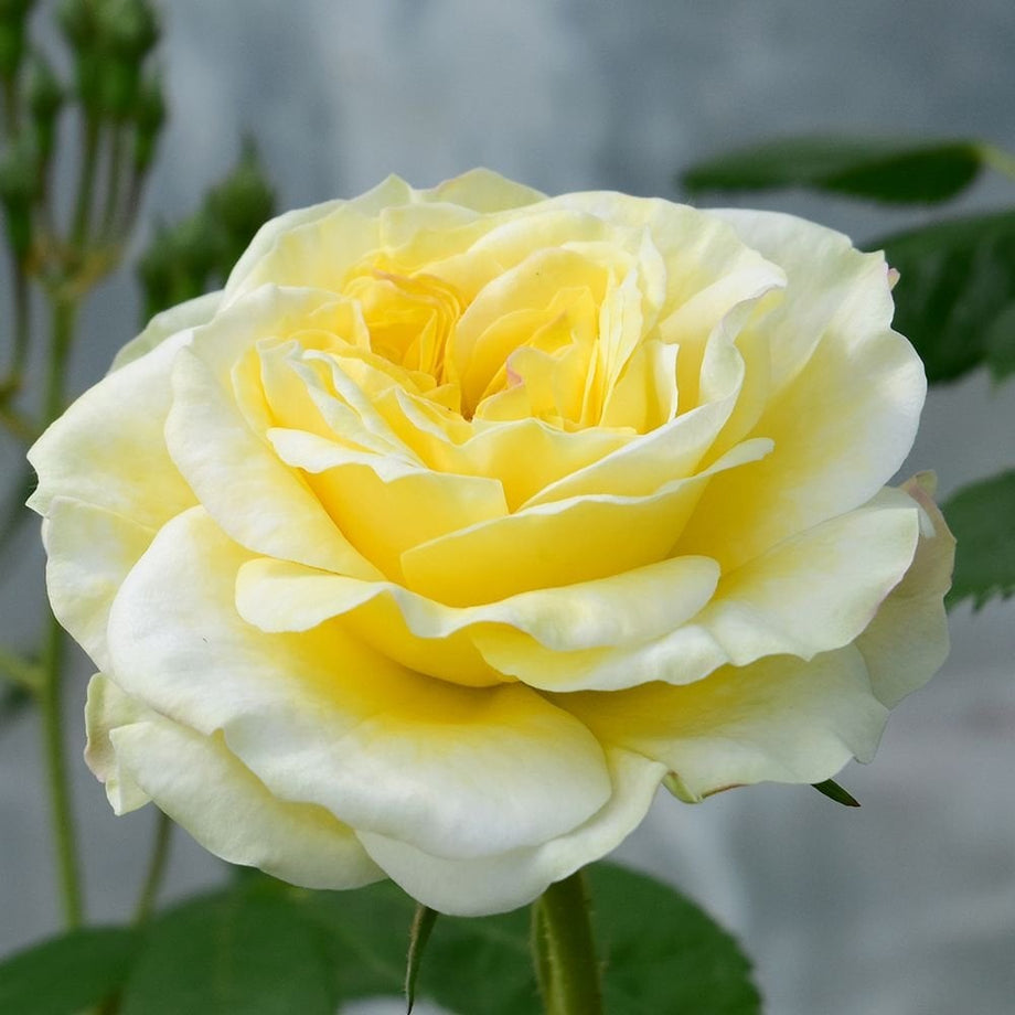 Clarence House – Peter Beales Roses