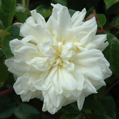 White double rose bloom with layered petals and pale yellow center on green leaves