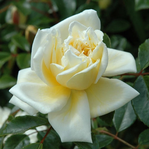 Cream and white rose flower with layered petals, pale yellow throat, green leaf backdrop