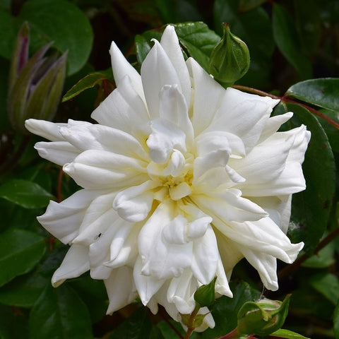 White rose flower with many pointed petals and pale yellow center, surrounded by leaves