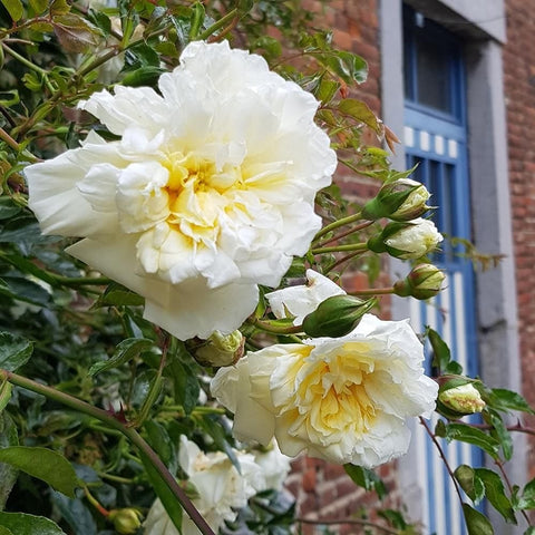 White double rose blossoms on branches with green leaves, multiple blooms on the plant