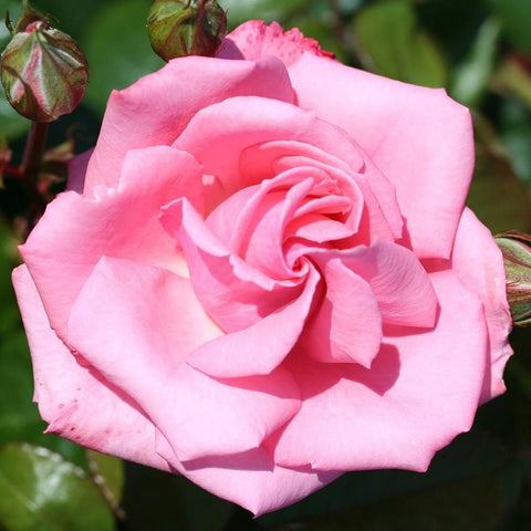 Pink double rose with layered petals and curled center, close-up