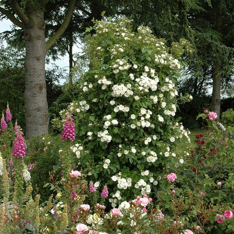 Rose shrub covered in small white blossoms with surrounding flowers