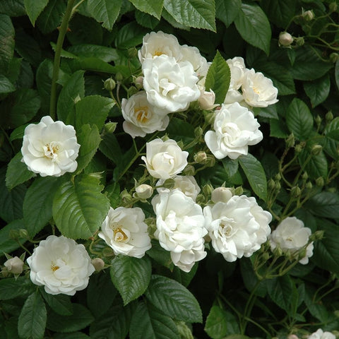White rose cluster with buds and layered petals on green leaves