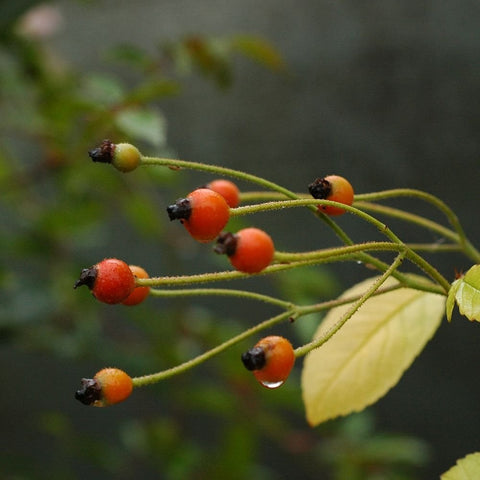 Orange rose hips on green stems with small leaves