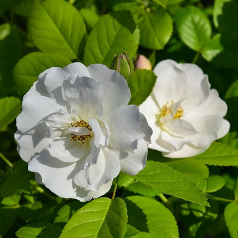 Pale white rose flower with gold center and green foliage