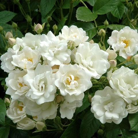 White double rose blooms with layered petals and green leaves
