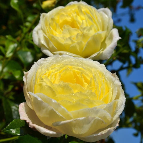 Yellow double rose bloom with ruffled petals