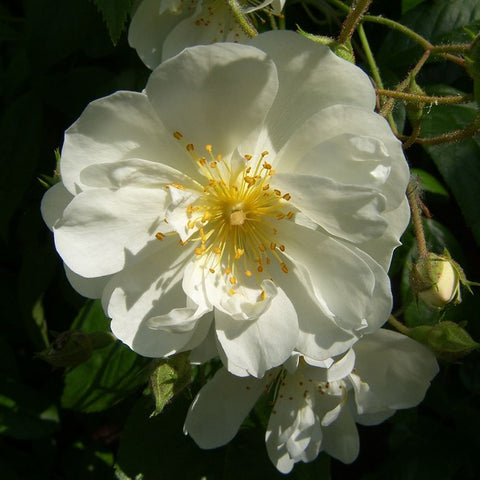 White rose-like blossom with five petals and yellow center on green stems