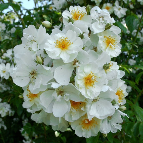 Cluster of white five-petal flowers with yellow centers on leafy stems