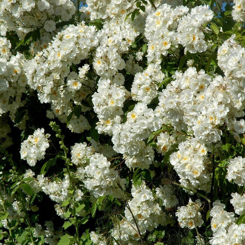 White double-flower spray clusters with yellow centers and green foliage
