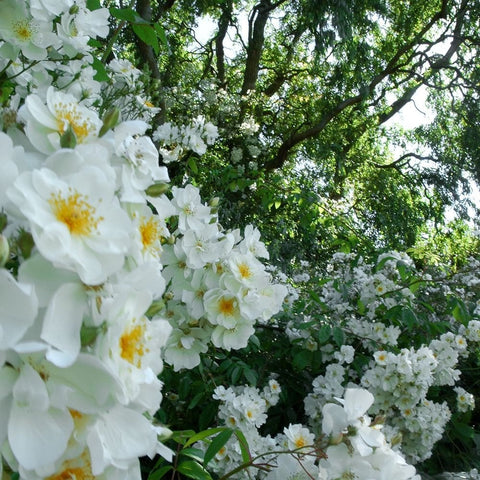 White blossoms along a woody branch with green leaves