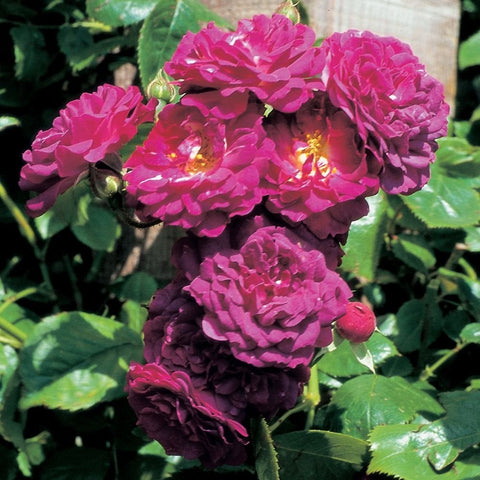 Magenta double rose blooms with dark buds and green leaves on a rose plant