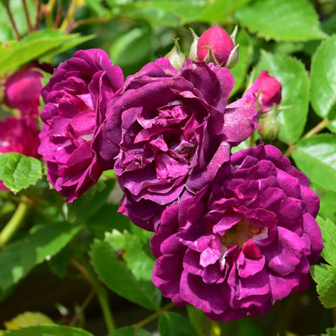 Magenta rose blossoms with fresh buds and green leaves, close-up on a rose plant