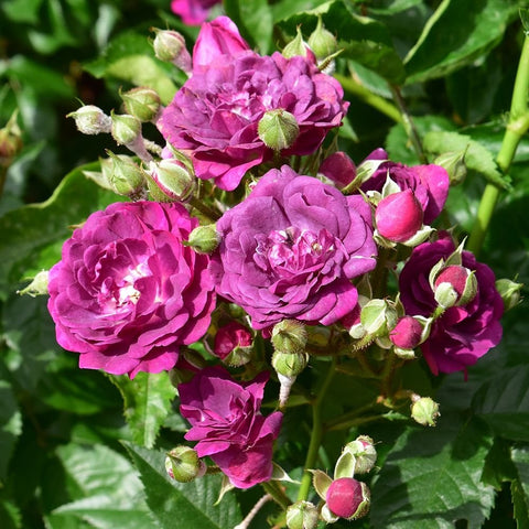 Magenta rose cluster with open blooms, unopened buds, and green foliage