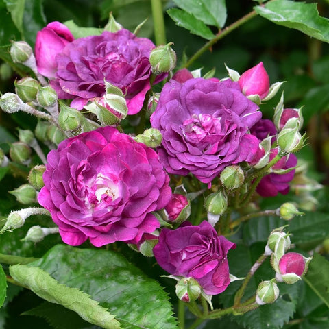 Magenta rose blooms with round buds and green leaves, plus tight flower clusters