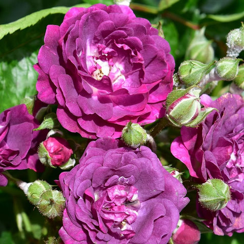 Magenta double rose flowers with fuzzy green buds and surrounding leaves