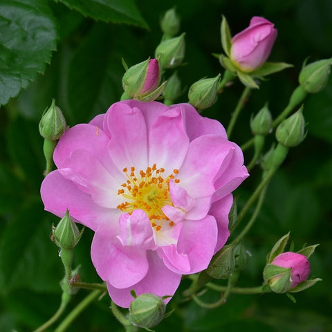 Pink rambler rose bloom clusters with soft pink petals and yellow centers