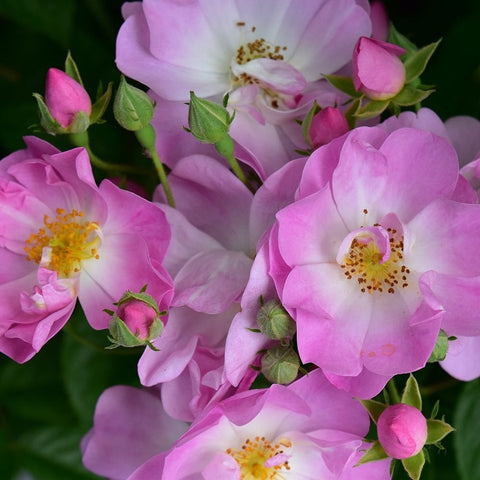 Pink rambler rose flowers and buds on a vine, close-up with yellow stamens