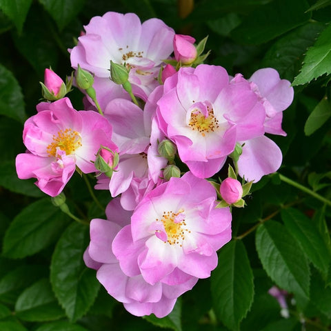 Pink rambler rose blossoms with rounded petals and green buds among leaves