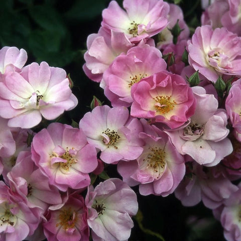 Pink rambler rose flower cluster with pale petals and yellow pollen centers