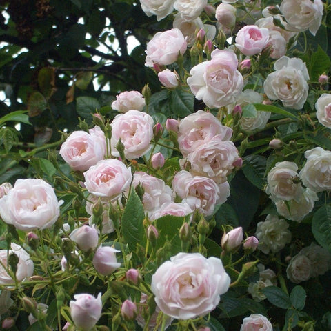Pastel pink rose flowers with green leaves and round buds