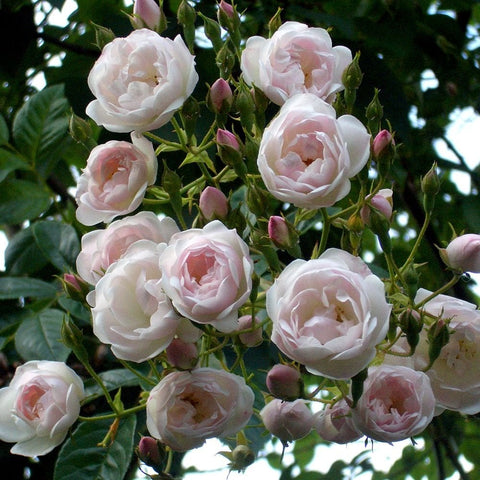 Creamy white-to-pale pink roses on a leafy branch with buds