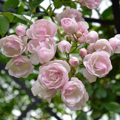 Soft pink double roses with buds and green foliage