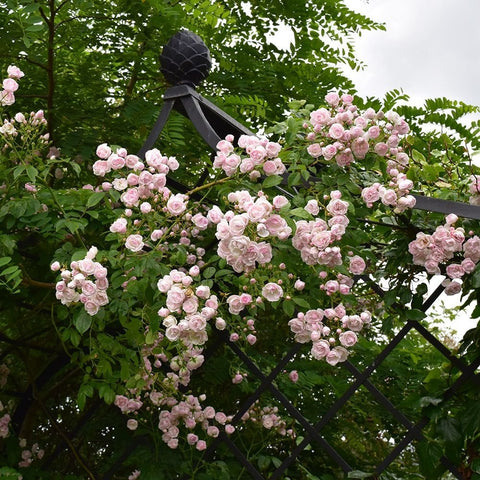 Pink rose cluster growing over a black garden trellis fence