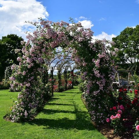 Pink-flowering climbing rose with blossoms on a garden trellis arch
