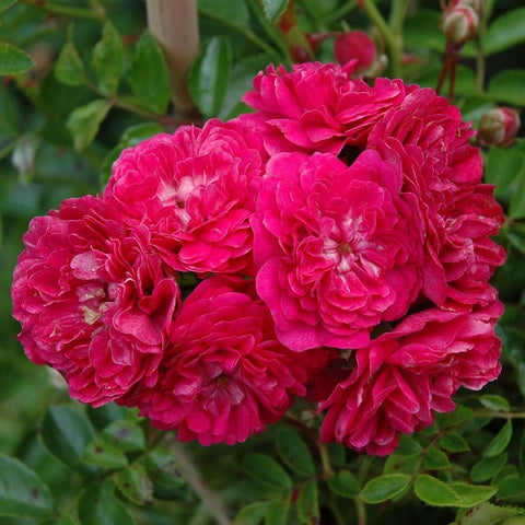 Cluster of bright pink double rose flowers on green foliage