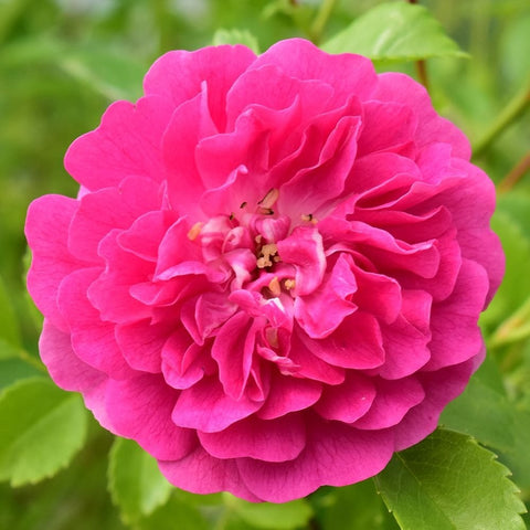 Large pink double rose flower with visible center and stamens