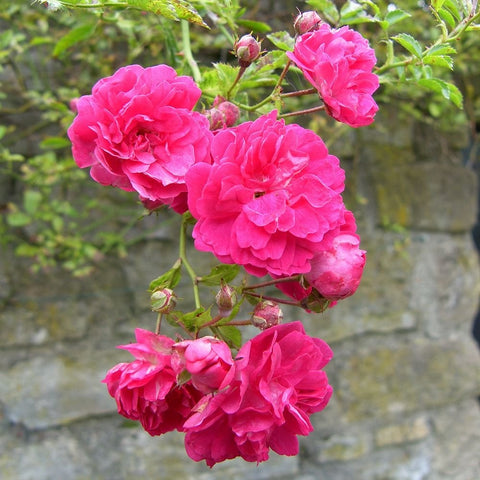 Pink rose blossoms growing on thorny branches near buds