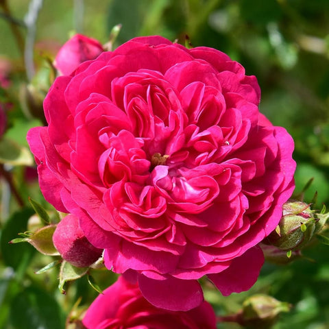 Single vivid pink rose bloom with layered petals