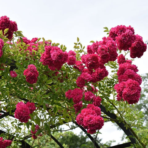Pink rose blooms on a spreading shrub with many clusters